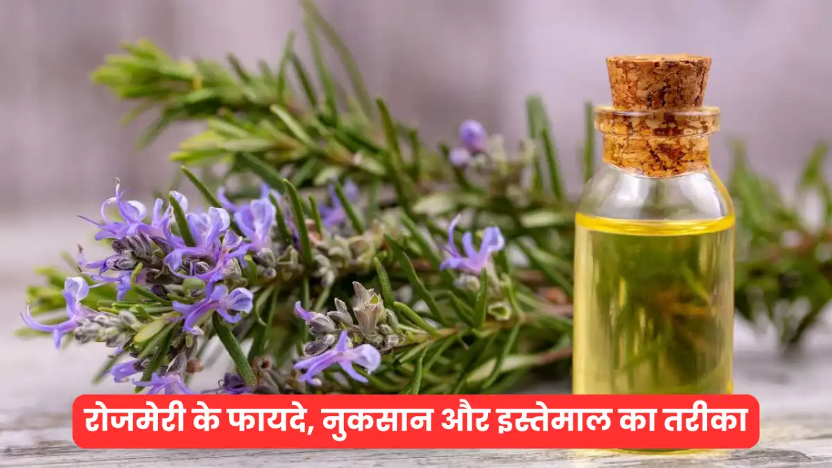 Rosemary in Hindi